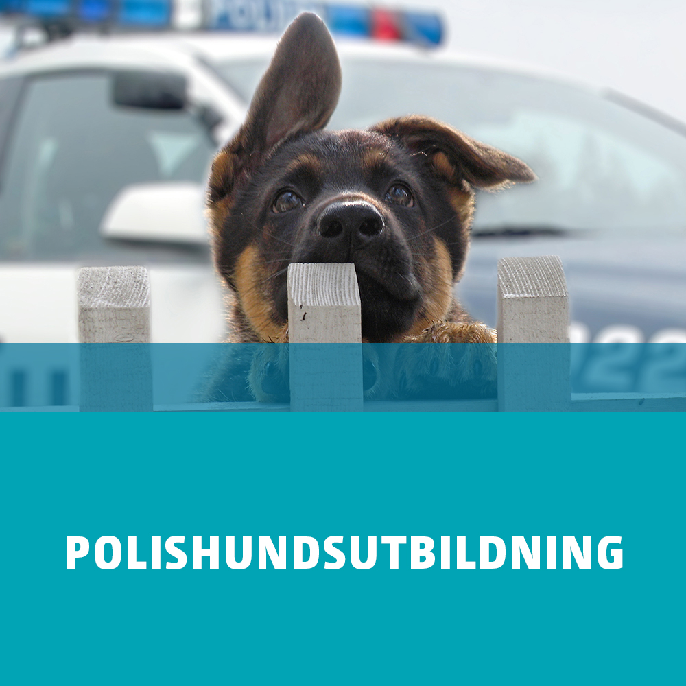 Banner som leder till sidan om polishundsutbildning.